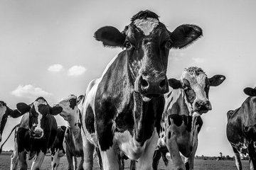 64A1DBCBF1BAB936A51BA1733EC4229A-de-koe-in-zwart-wit (1)